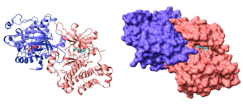 Image of protein folding