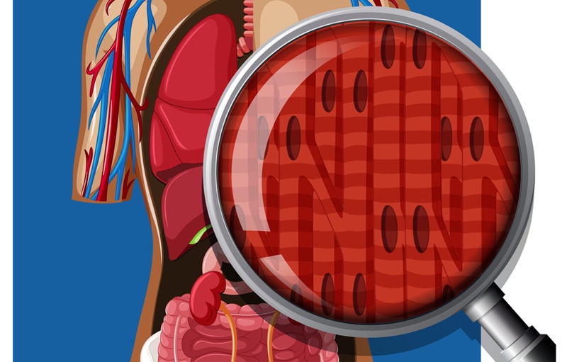 Artist's rendition of a magnifying glass showing a closeup of muscle tissue and cells